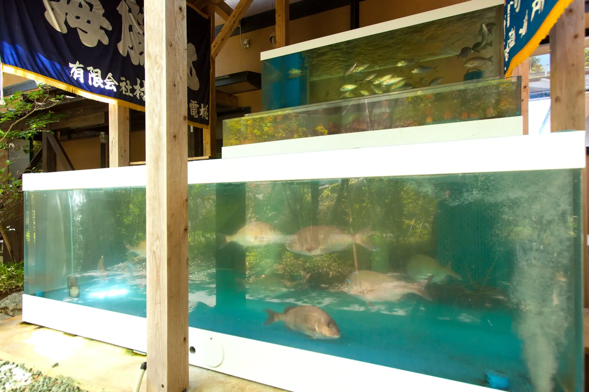 館内のいけすで管理する新鮮な魚介